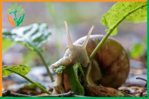 ốc sên cắn lá trên đàn hương