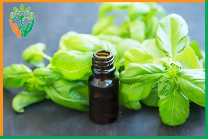 phân biệt tinh dầu đàn hương giả