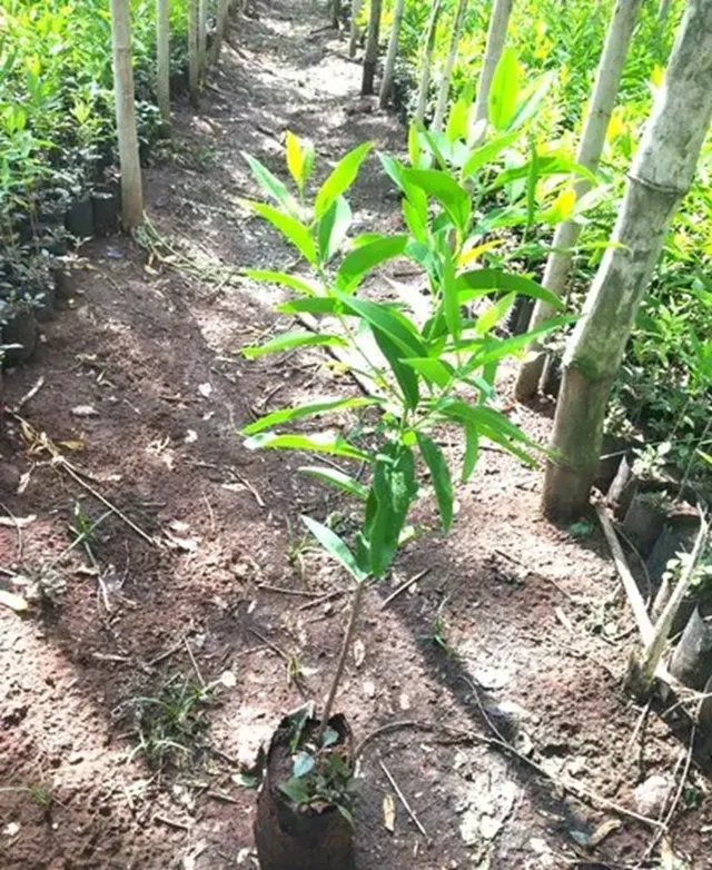 phân hữu cơ cho cây đàn hương