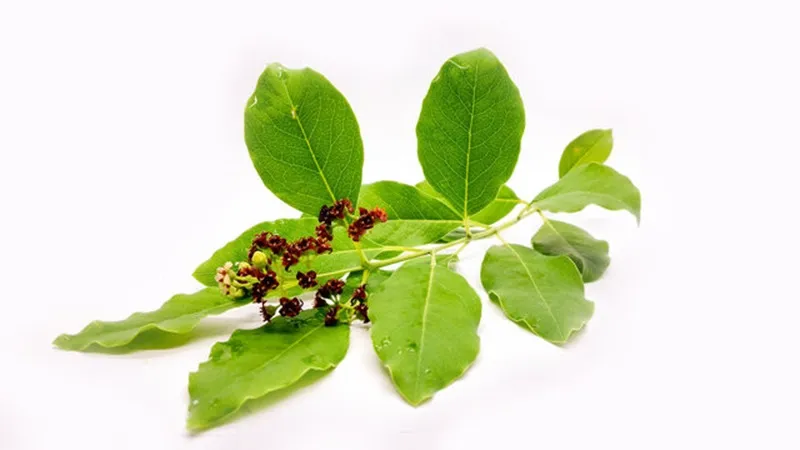 phân tích lá cây đàn hương