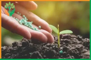 phân vi sinh cố định đạm cho đàn hương