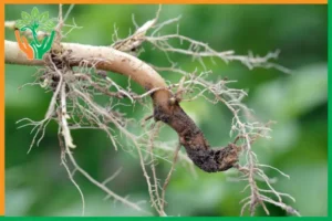 phòng bệnh thối rễ cho đàn hương