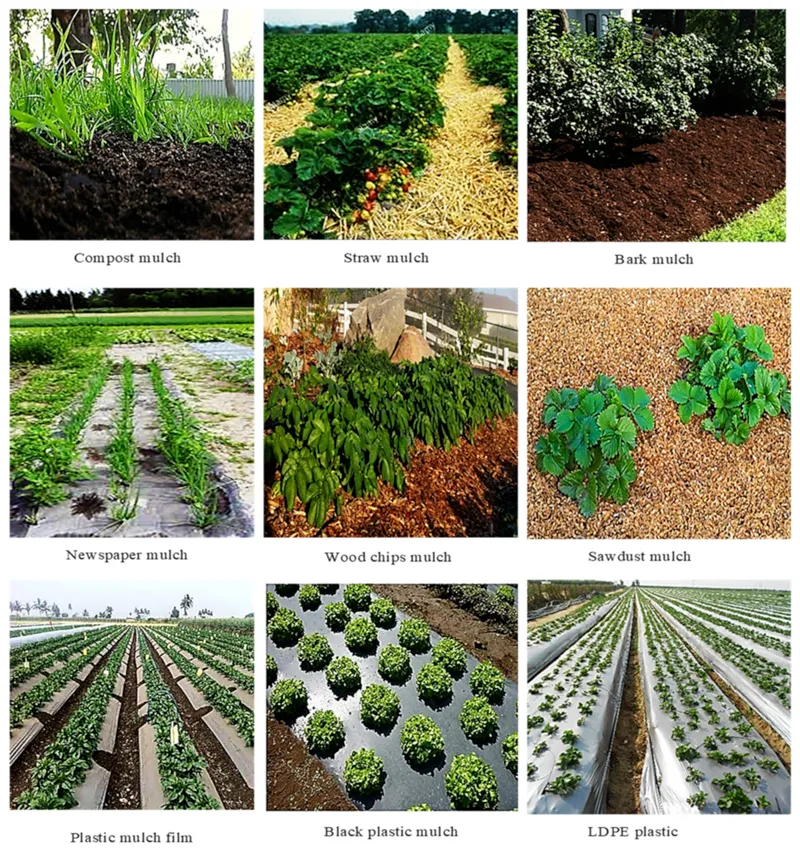phủ rơm quản lý cỏ dại cho cây đàn hương