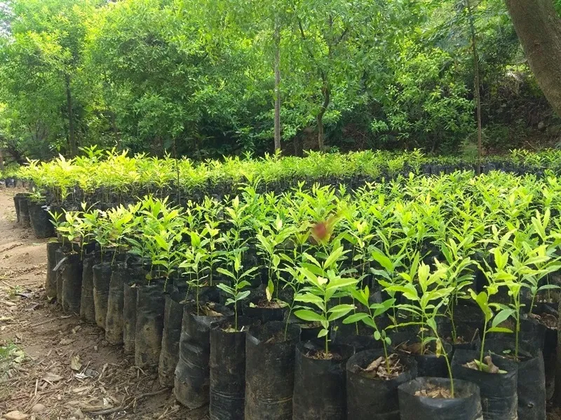phục hồi đất xói mòn bằng đàn hương