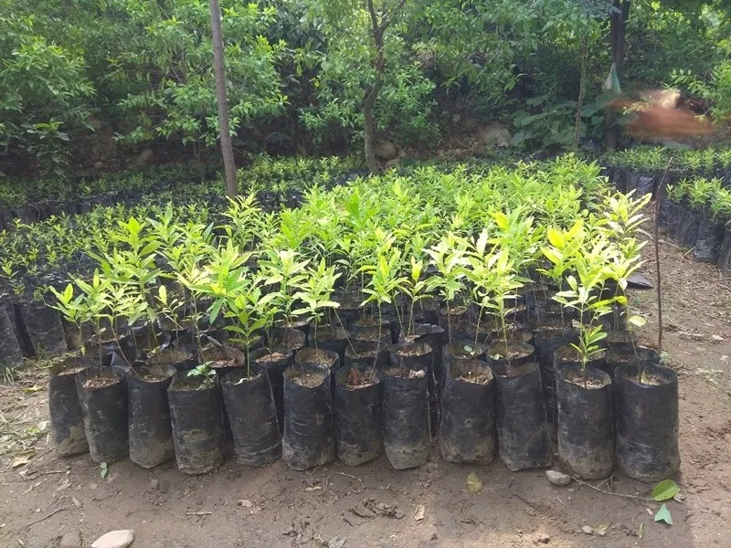 phục hồi đất xói mòn bằng đàn hương