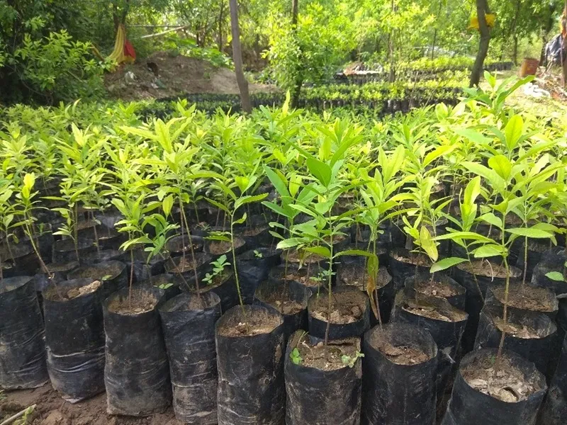 phục hồi đất xói mòn bằng đàn hương