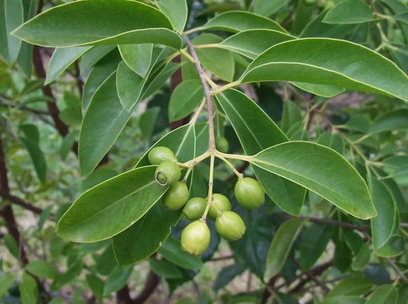 quả đàn hương ăn được không