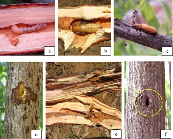 quản lí sâu bệnh ở cây đàn hương