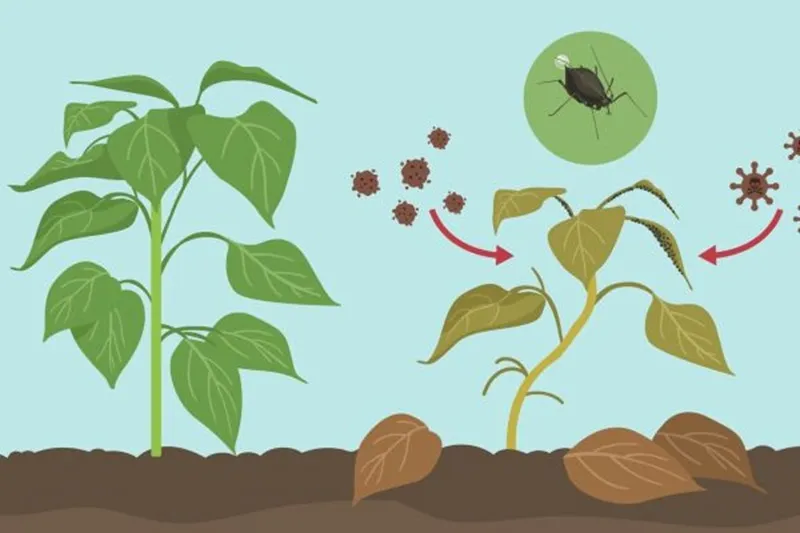 quản lí sâu bệnh ở cây đàn hương