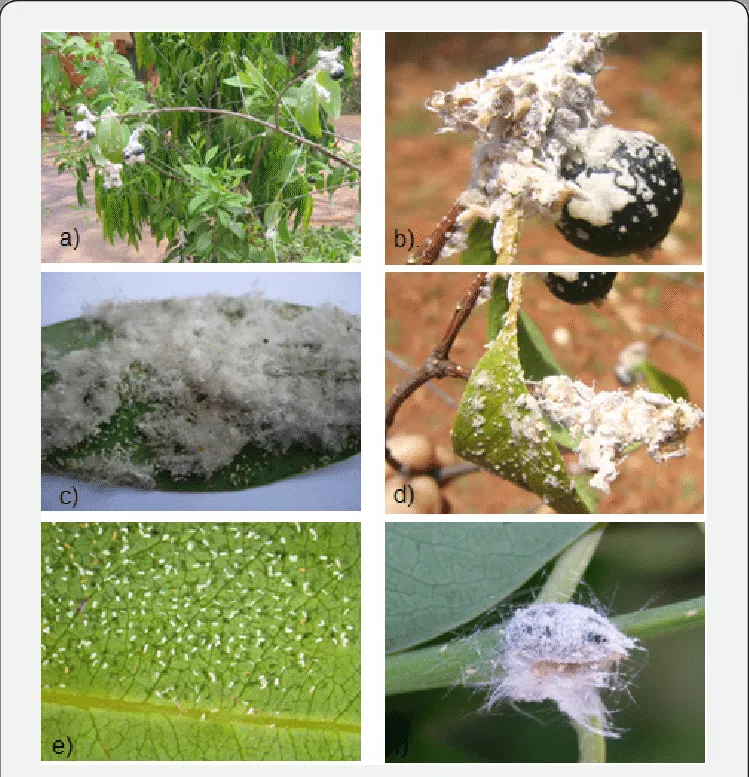 quản lí sâu bệnh ở cây đàn hương