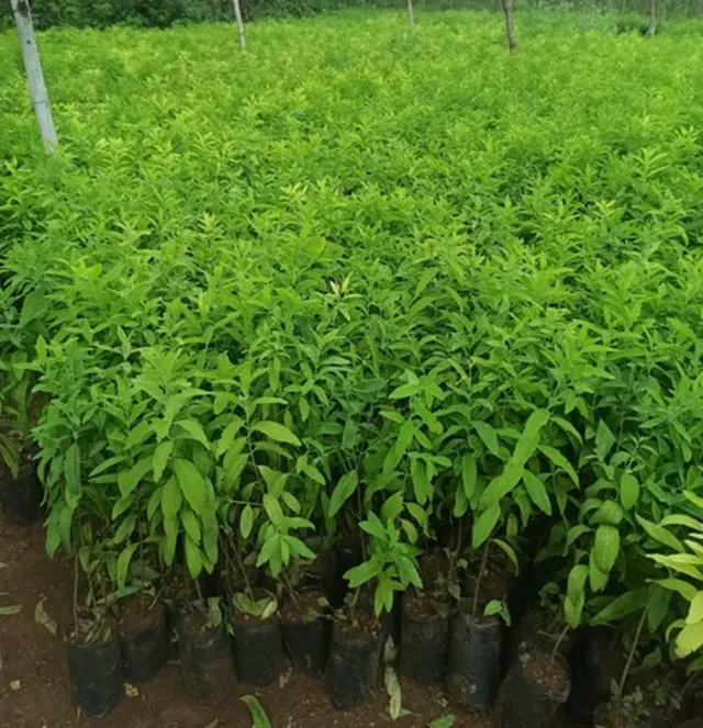 Quốc gia xuất khẩu đàn hương nhiều nhất