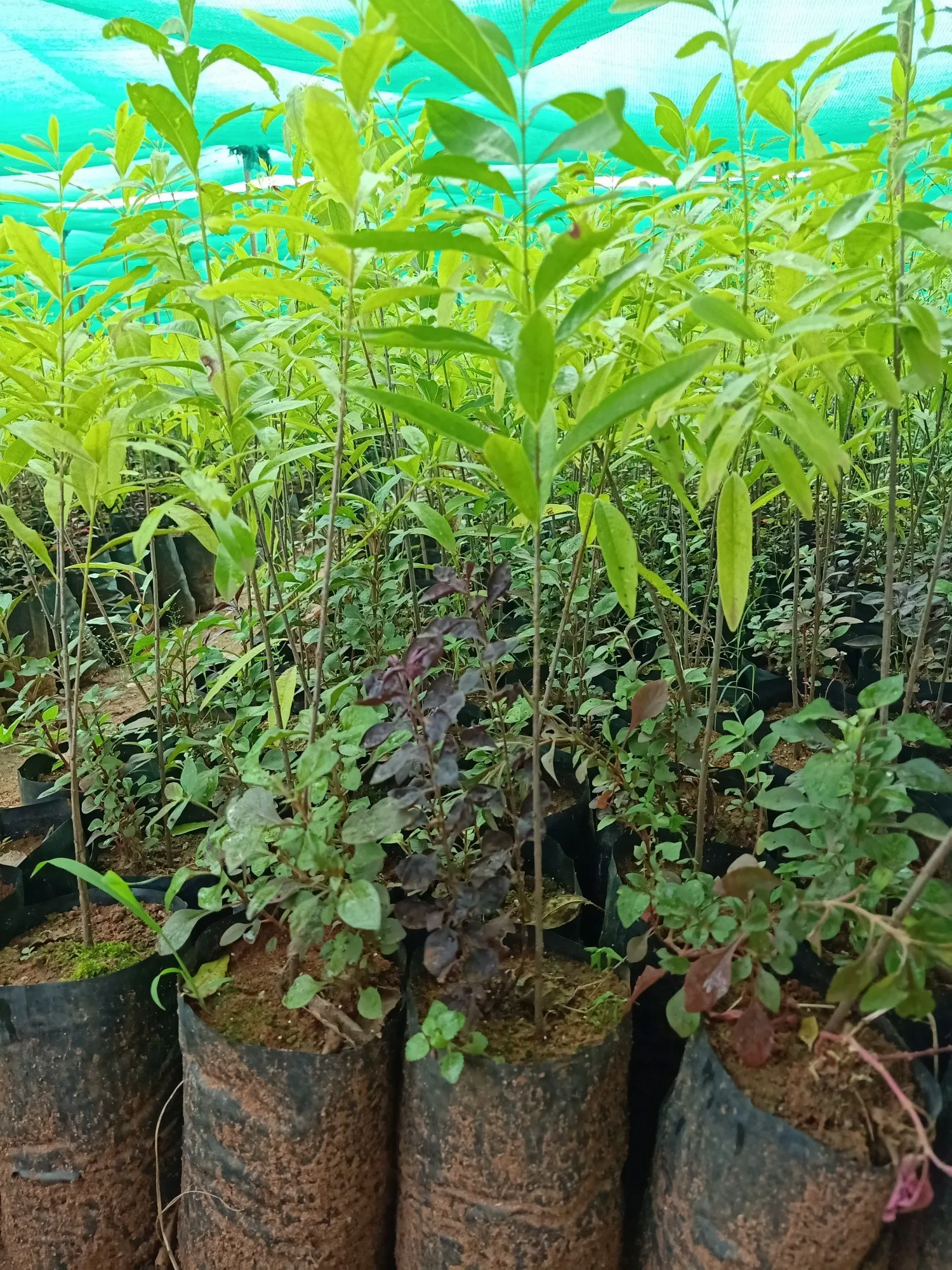 Quốc gia xuất khẩu đàn hương nhiều nhất