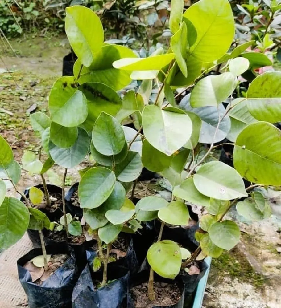 quy trình chăm sóc cây đàn hương