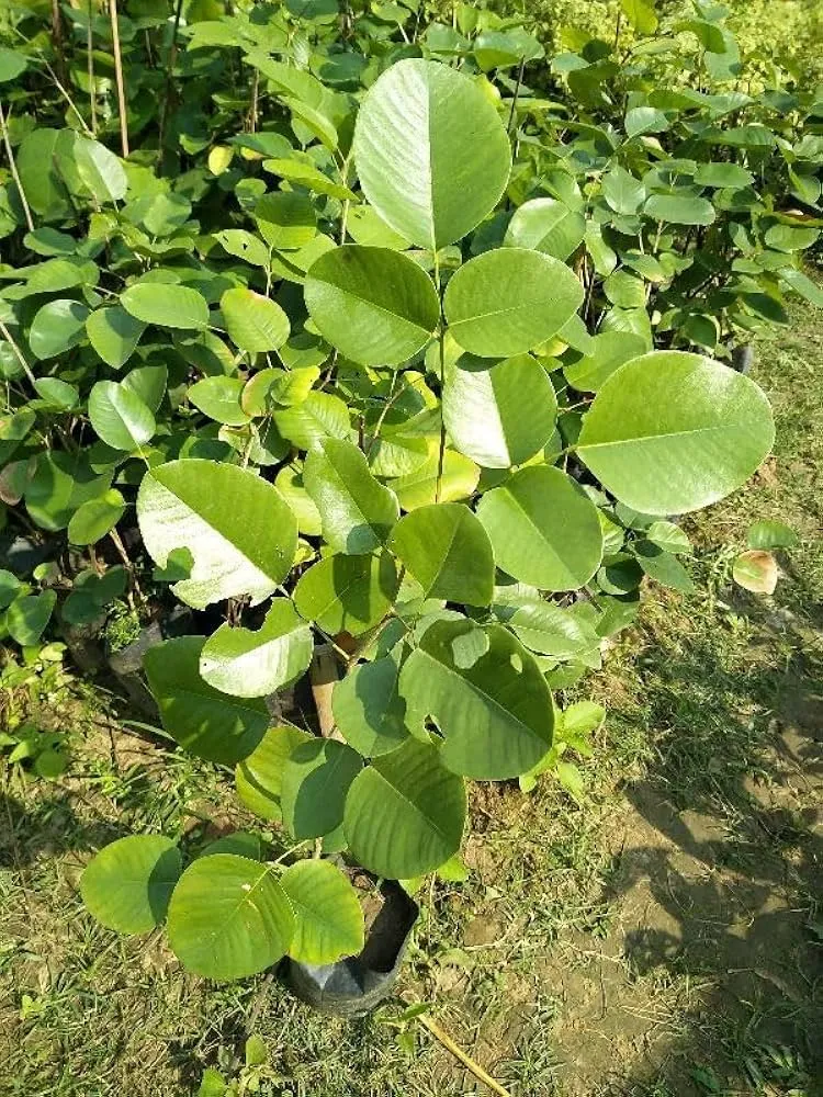 quy trình chăm sóc cây đàn hương
