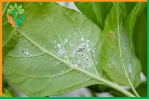 rệp sáp trên đàn hương xử lí thế nào