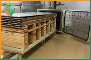 sấy chân không gỗ đàn hương
