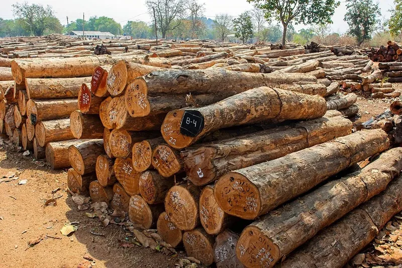 so sánh gỗ đàn hương trắng và đỏ