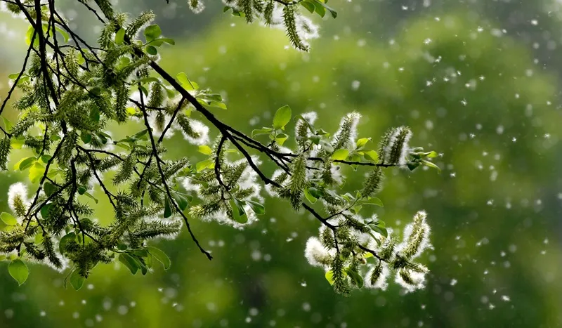 theo dõi lượng phấn hoa đàn hương