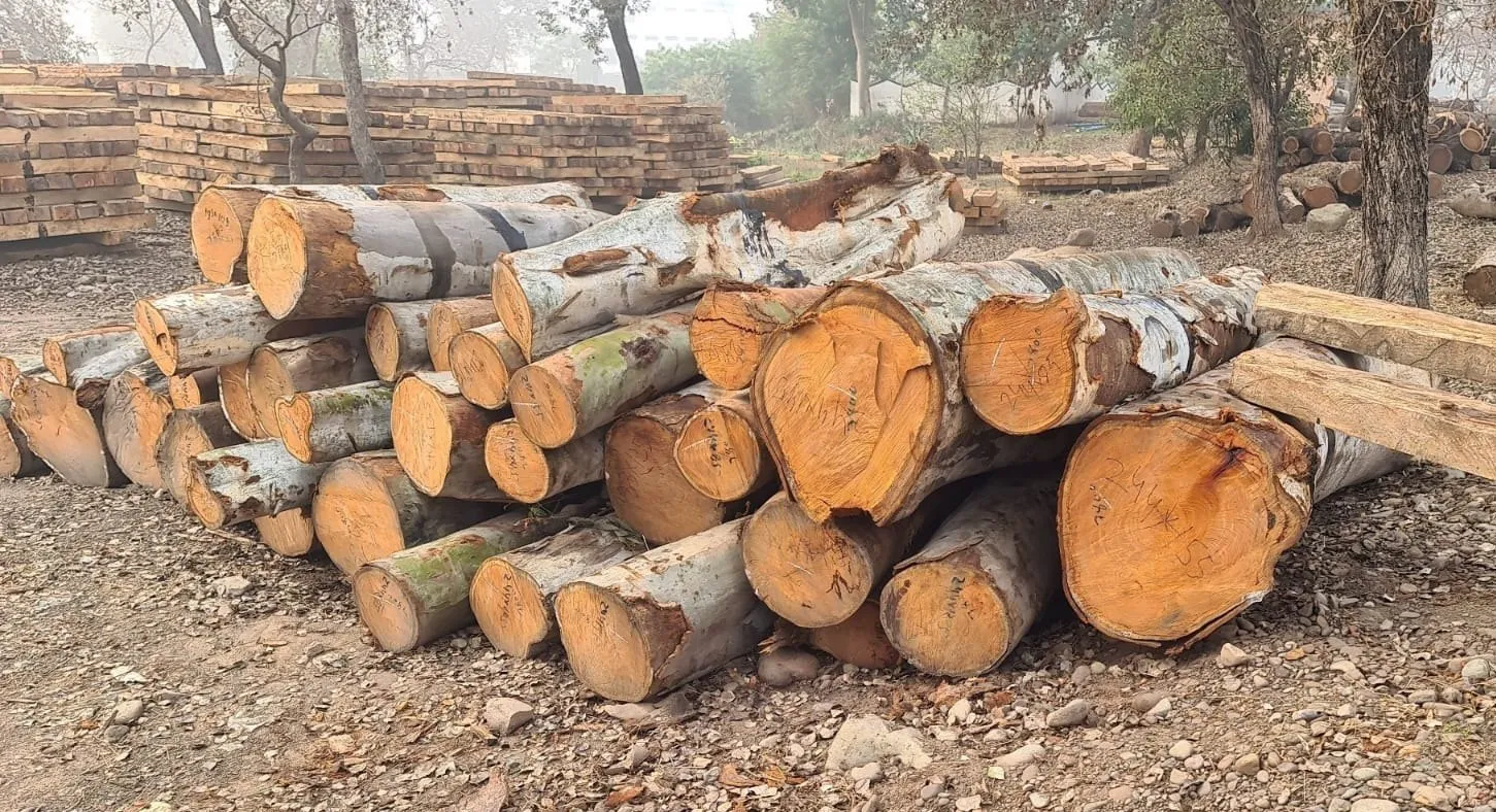 thị trường gỗ đàn hương