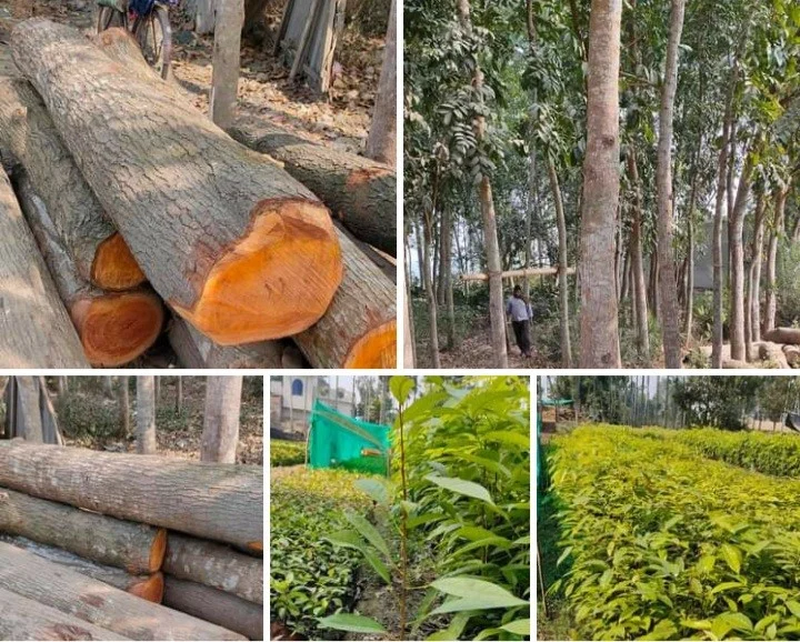 thị trường tiêu thụ đàn hương