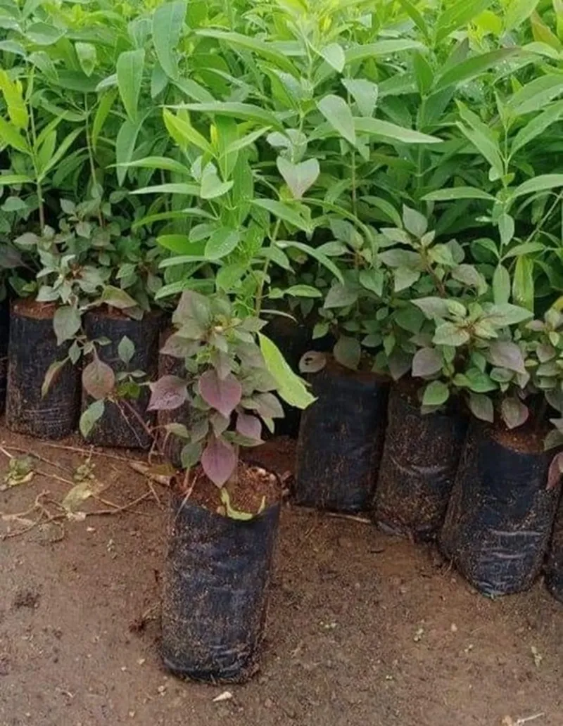 thị trường tiêu thụ đàn hương