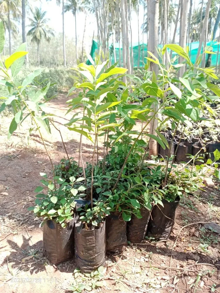 thị trường tiêu thụ đàn hương