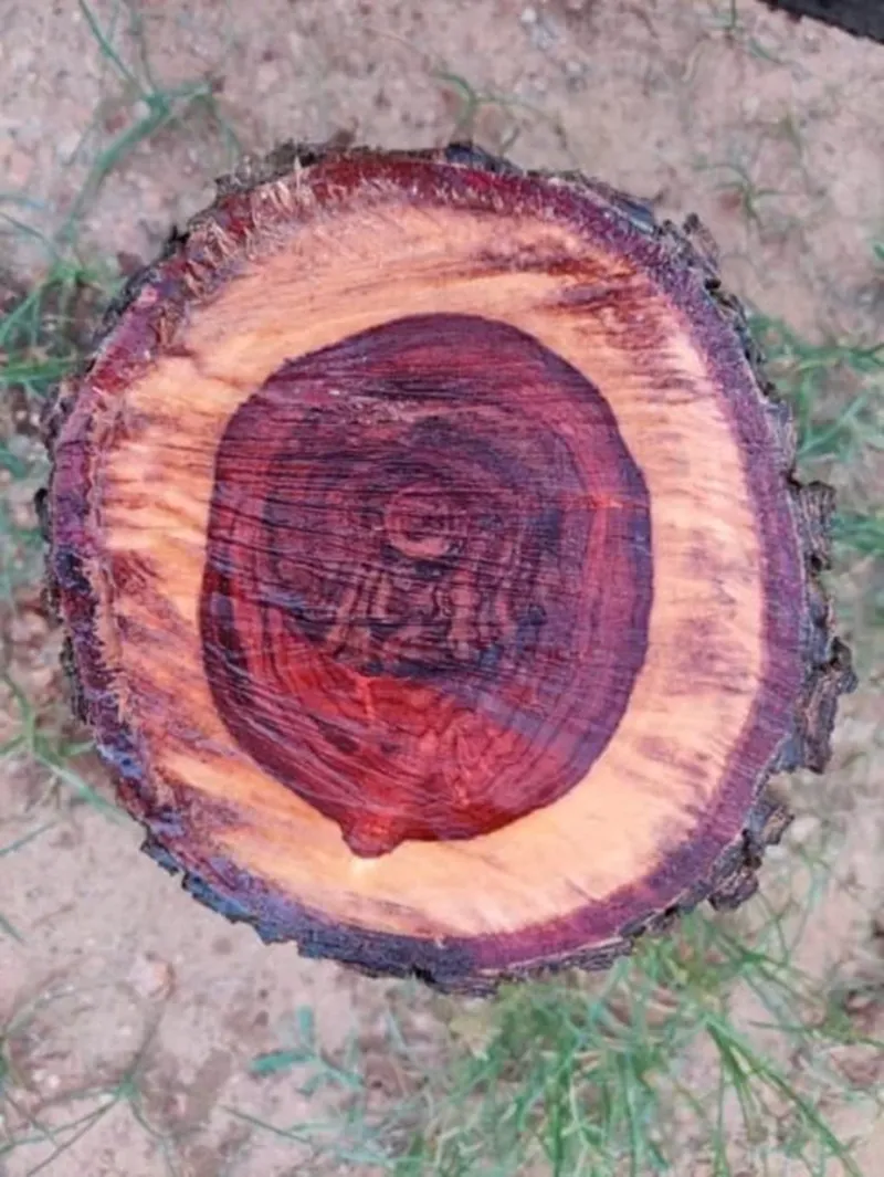 thớ gỗ đàn hương