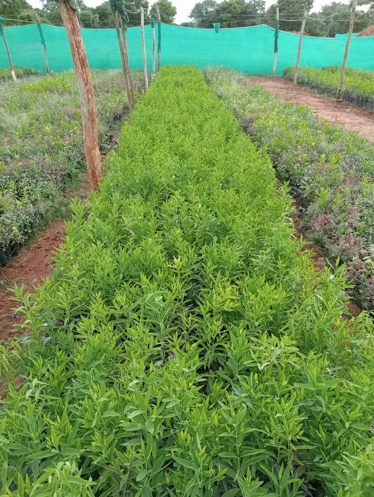 thuế nhập khẩu đàn hương vào EU