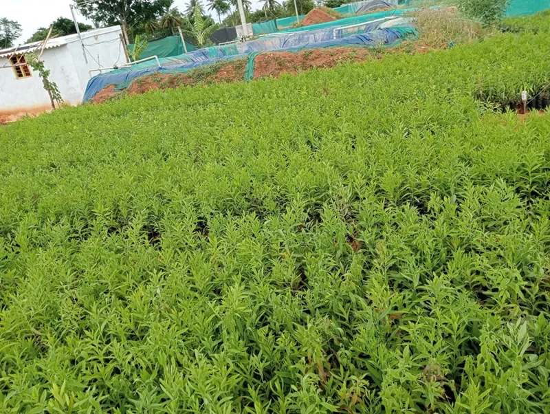 thuế nhập khẩu đàn hương vào EU