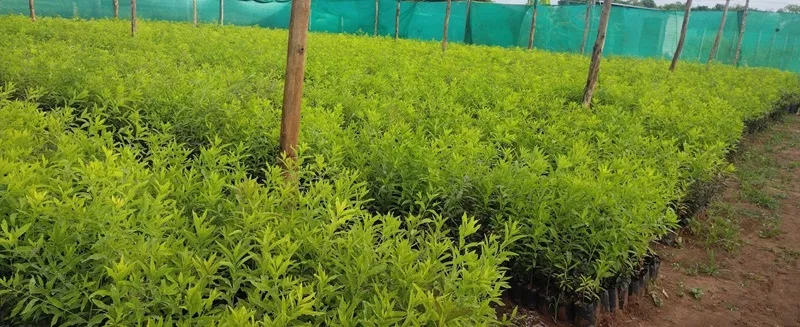 thuế nhập khẩu đàn hương vào EU