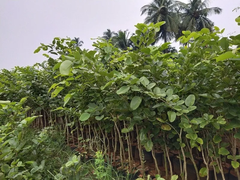 thương mại hóa cây đàn hương