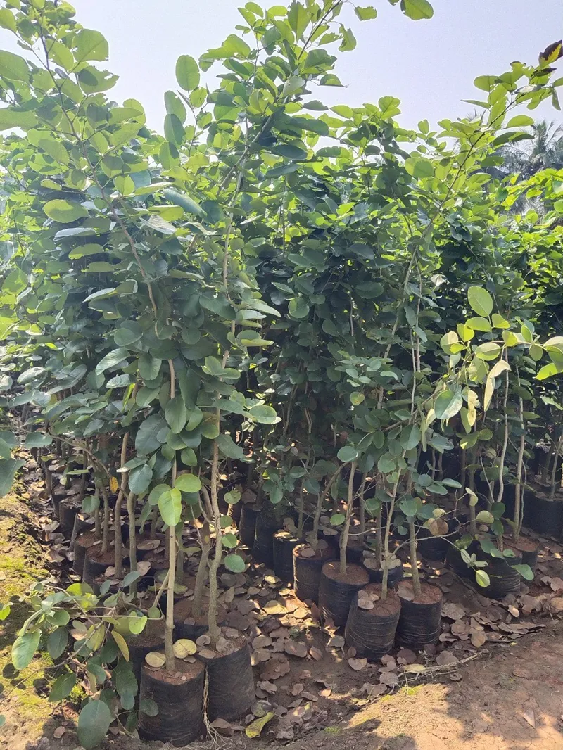 thương mại hóa cây đàn hương