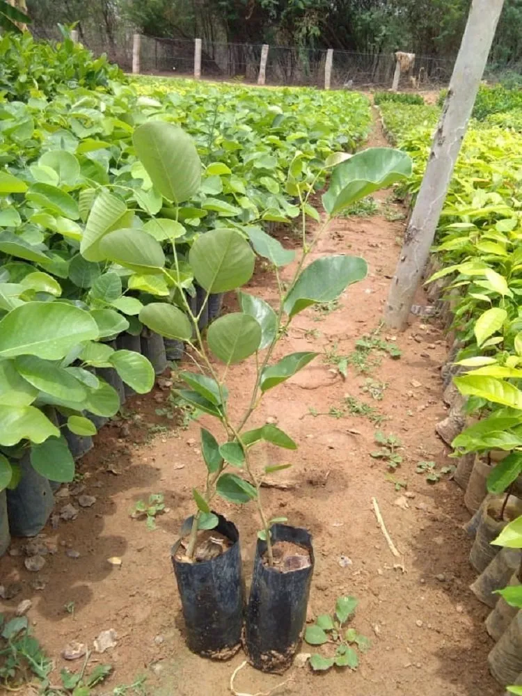 thương mại hóa cây đàn hương