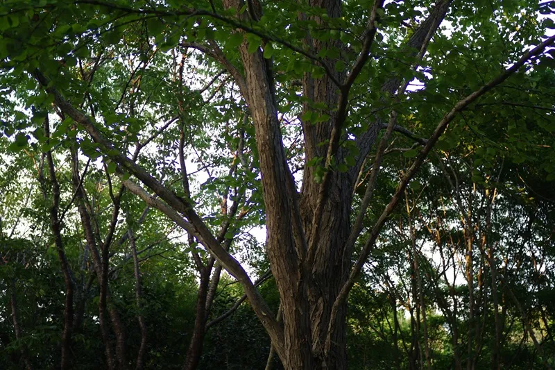tỉa cành đàn hương vào mùa nào