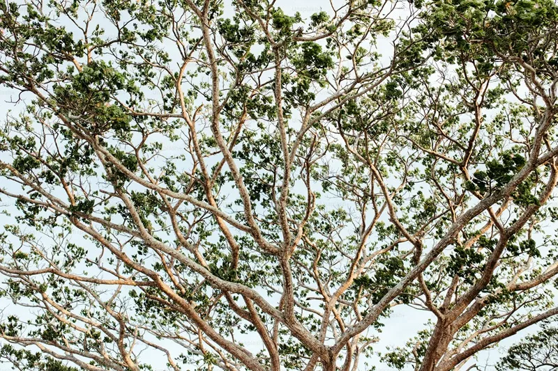 tỉa cành đàn hương vào mùa nào