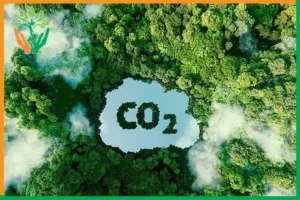 tín chỉ carbon cho rừng đàn hương