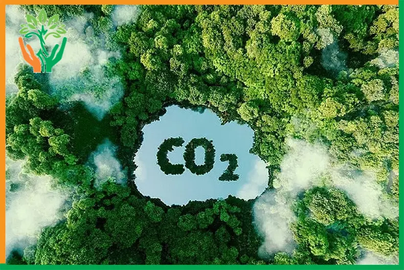 tín chỉ carbon cho rừng đàn hương