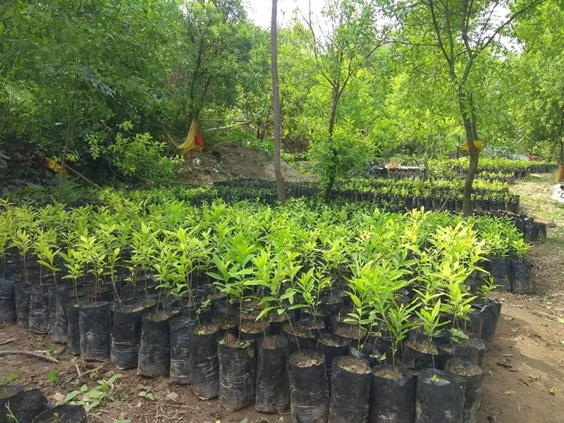 trồng cây đàn hương