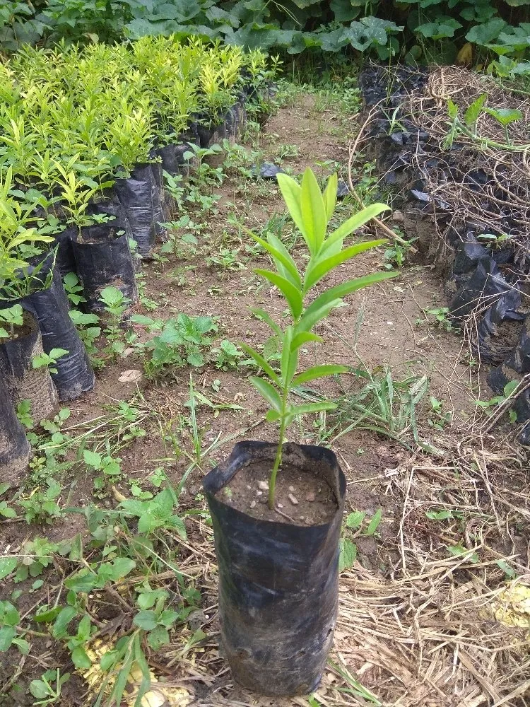 trồng cây đàn hương