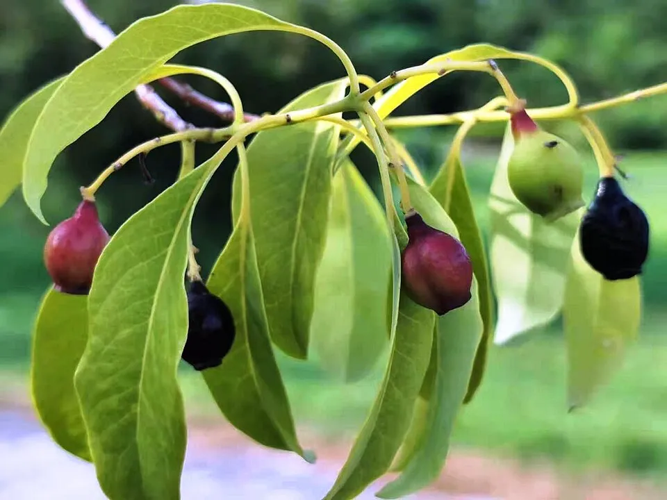 Trồng đàn hương bao nhiêu tiền 1 cây