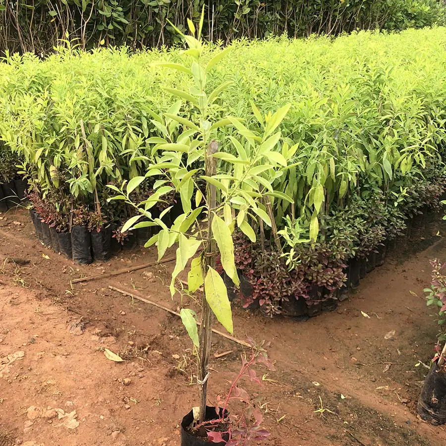 trồng đàn hương có lời không