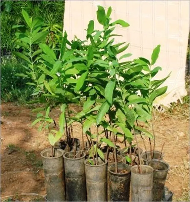 trồng đàn hương có lời không