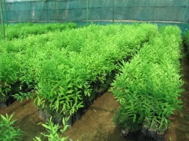 trồng đàn hương có lời không