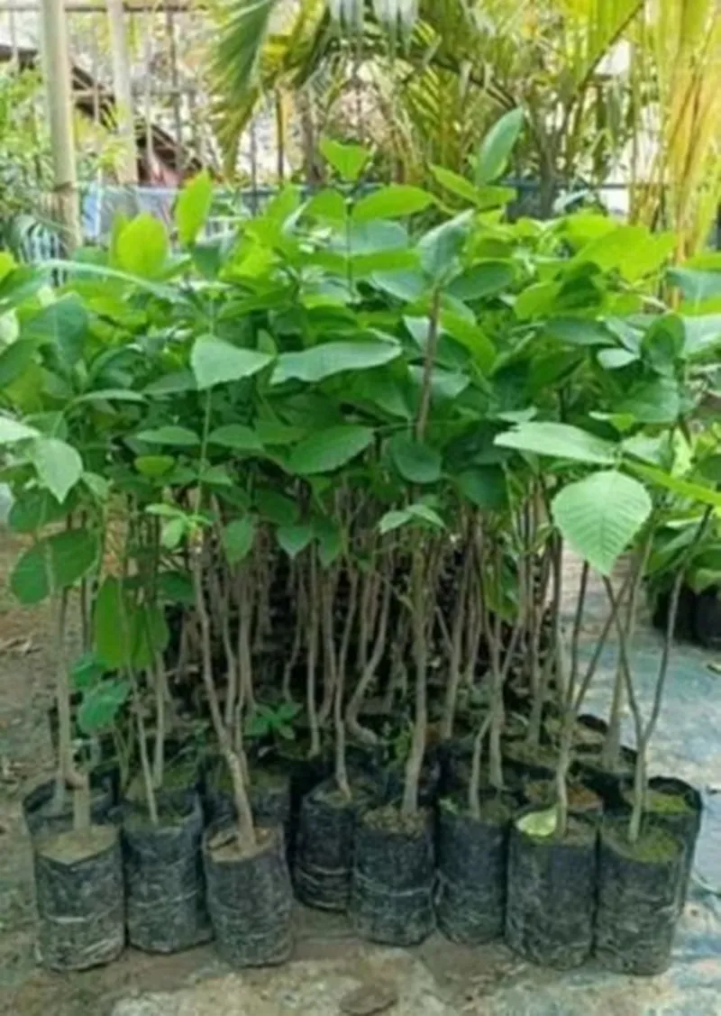 trồng đàn hương trong nhà