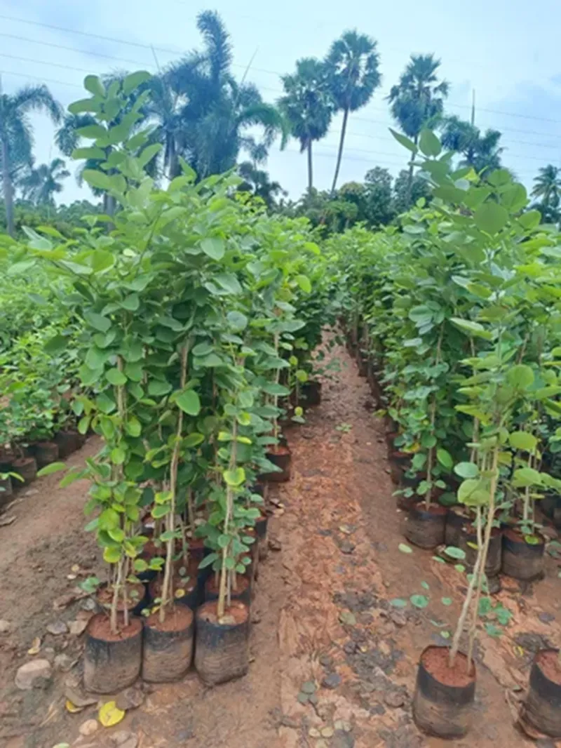 trồng đàn hương trong nhà