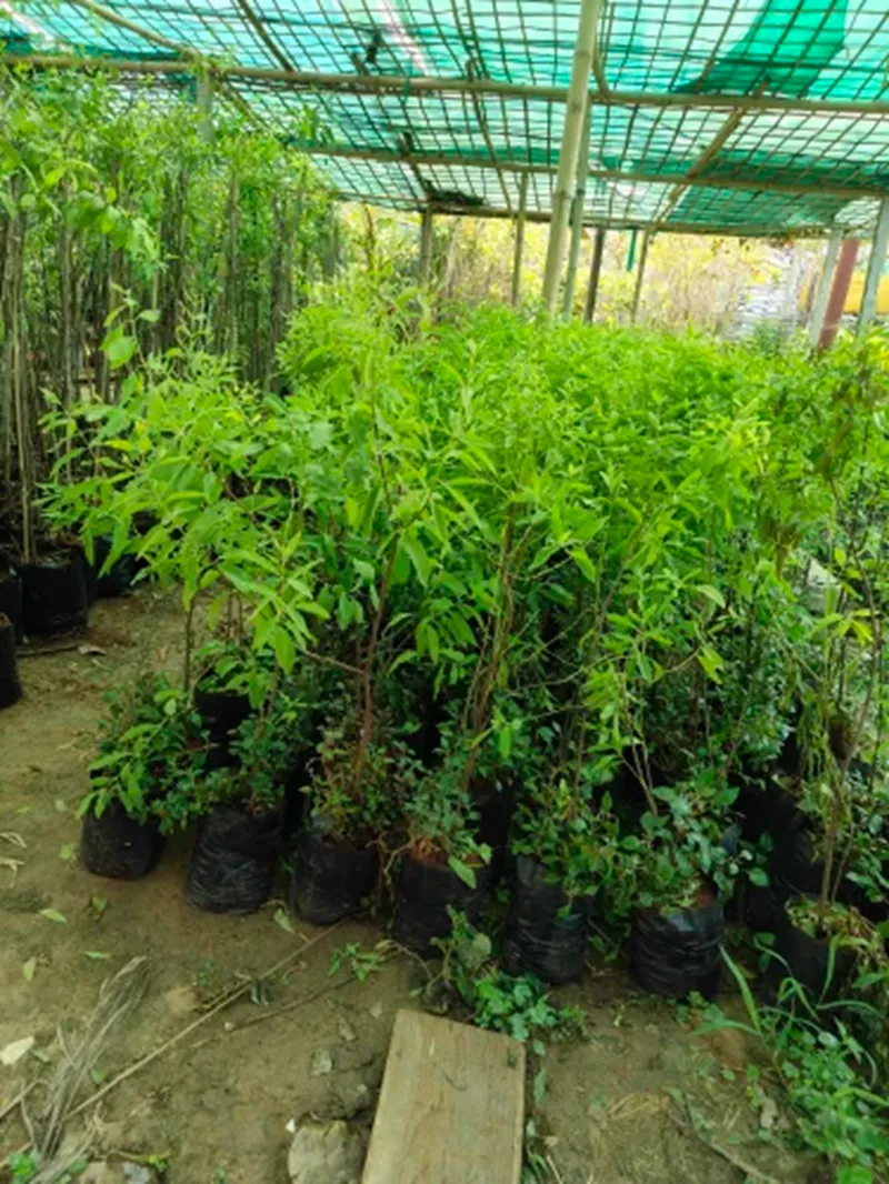 trồng đàn hương trong nhà