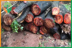 truy xuất nguồn gốc gỗ đàn hương