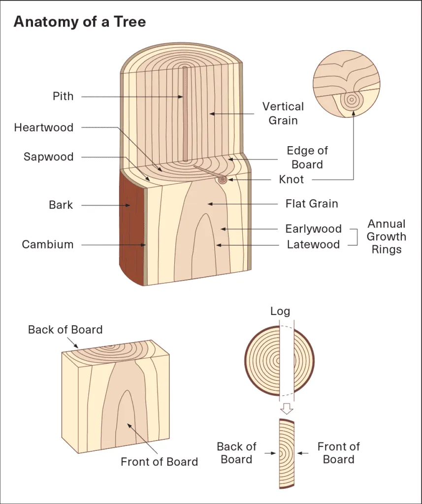 tỷ lệ gỗ lõi đàn hương theo tuổi