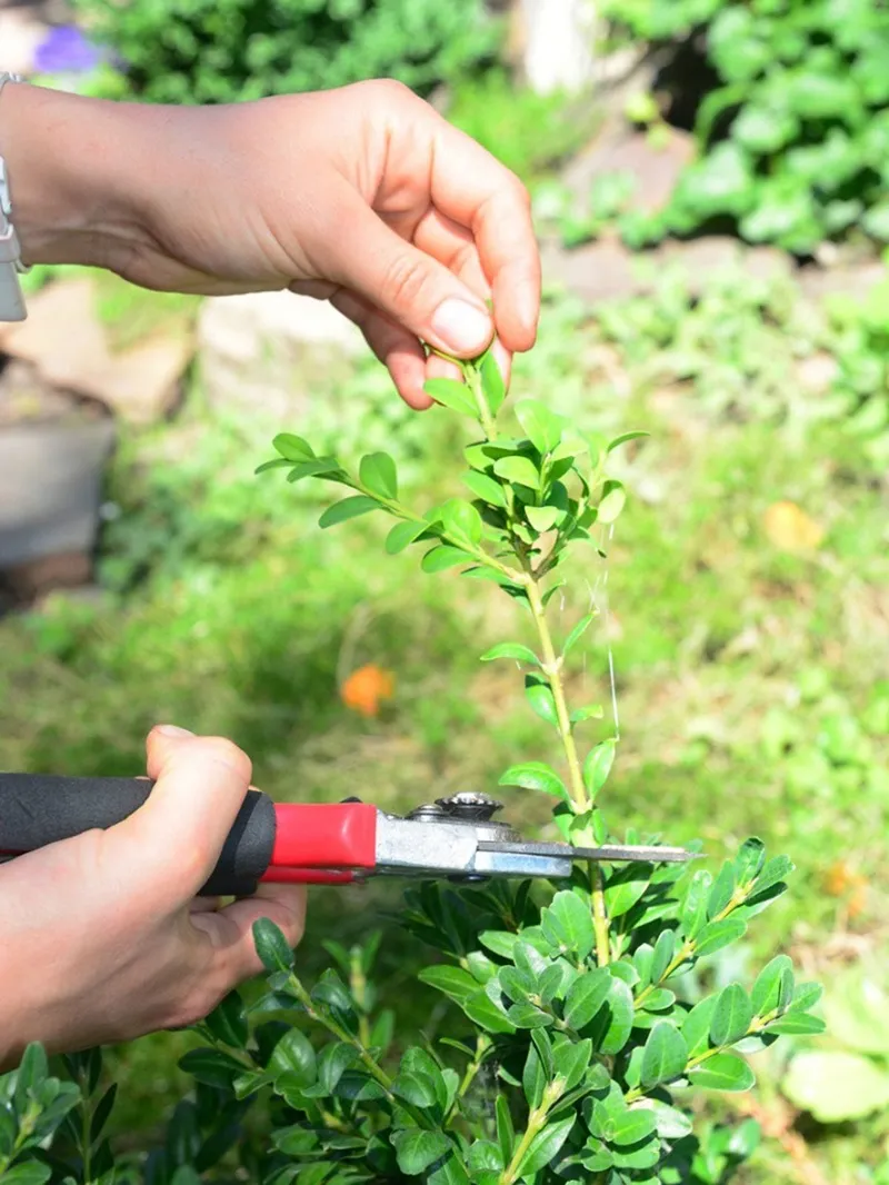 tỷ lệ ra rễ hom cây đàn hương