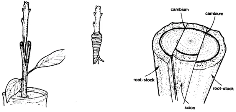 tỷ lệ ra rễ hom cây đàn hương